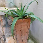 Maslina Apartamento