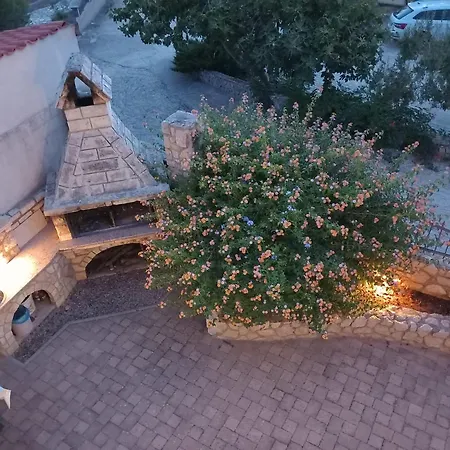 Maslina * Kraj (Zadar)