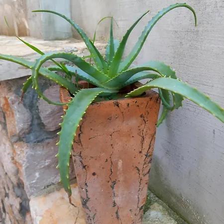 Maslina 아파트